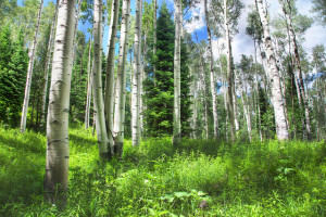 Aspen Trail Hike