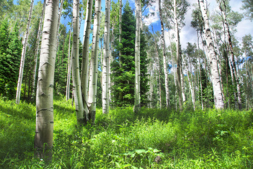 Aspen Trail Hike