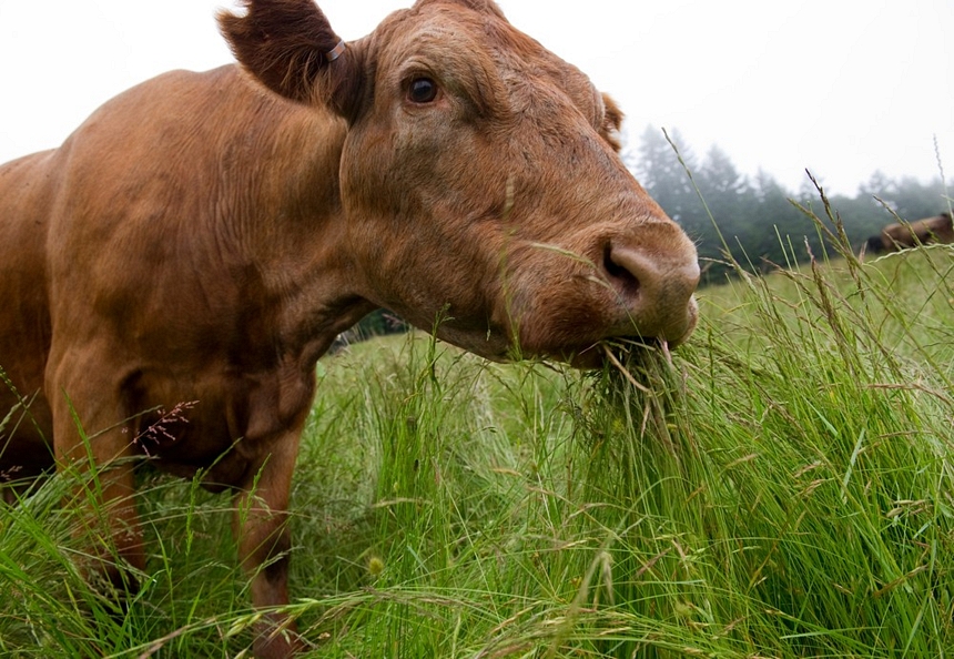 Grassfed Beef