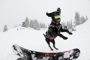 aspen dogs
