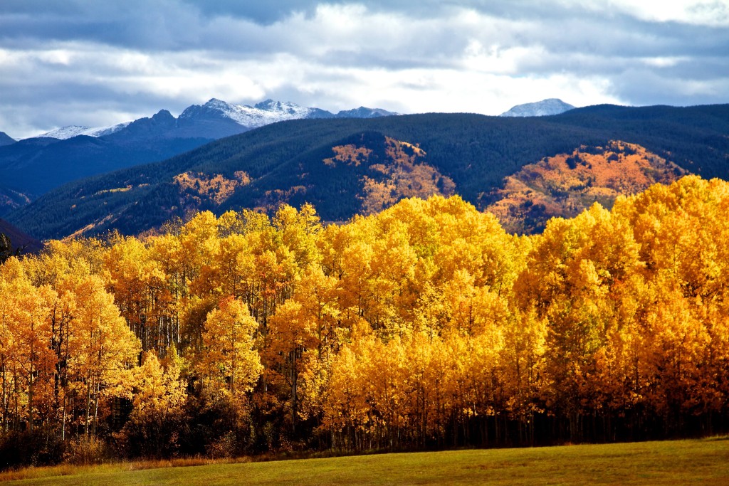 fall foliage