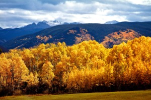 fall foliage