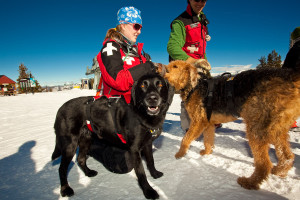 Aspen Avalanche Dogs