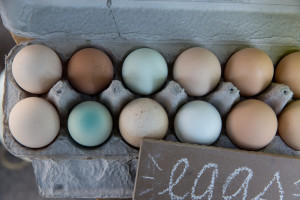Eggs from Rock Bottom Ranch