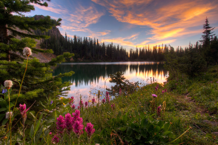 Aspen Wildflowers 6