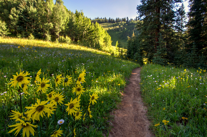 Aspen Wildflowers 5