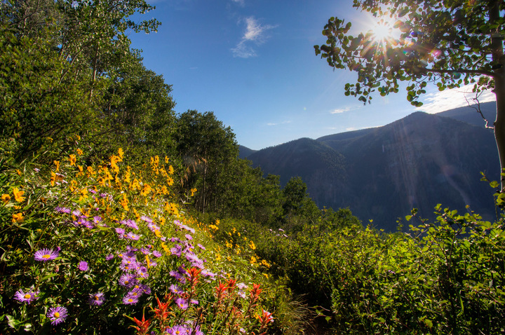 Aspen Wildflowers 4