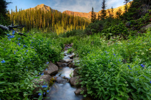 Aspen Wildflowers 2
