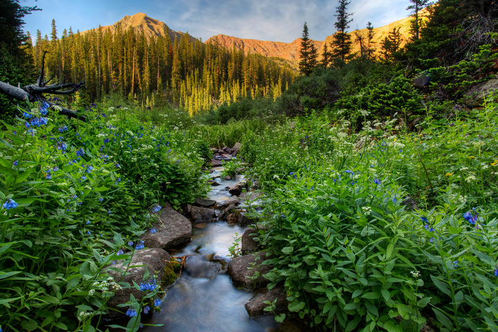Aspen Wildflowers 2