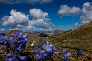 Aspen Wildflowers 13