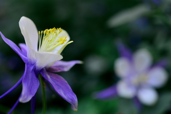 Aspen Wildflowers 10