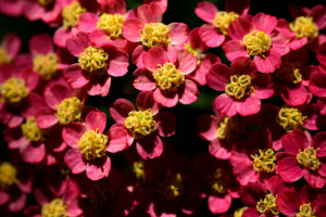 Aspen Wildflowers 11