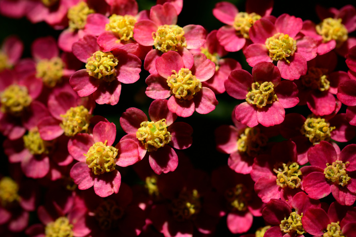 Aspen Wildflowers 11