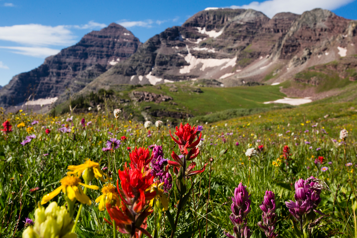 Aspen Wildflowers 1