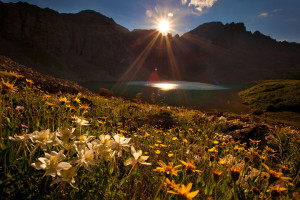 Aspen Wildflowers