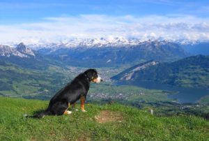 Dog Hiking in Aspen