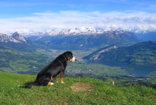 Dog Hiking in Aspen