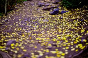 Fall drives- jeep tours in the fall