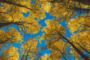 fall drives around aspen