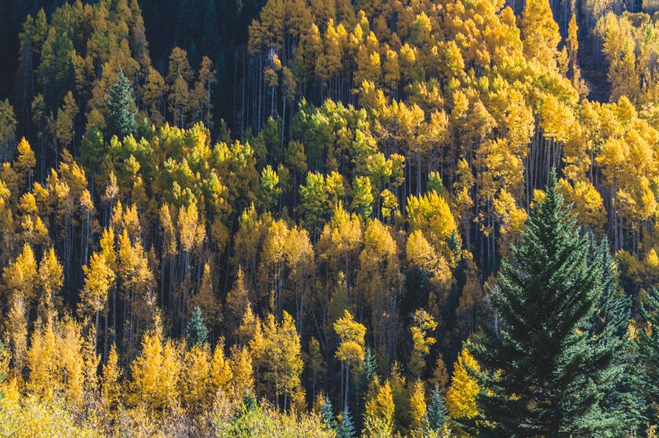 Fall colors in Colorado