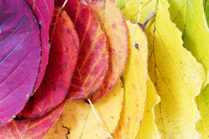 Changing leaf colors during Thanksgiving season in Aspen.