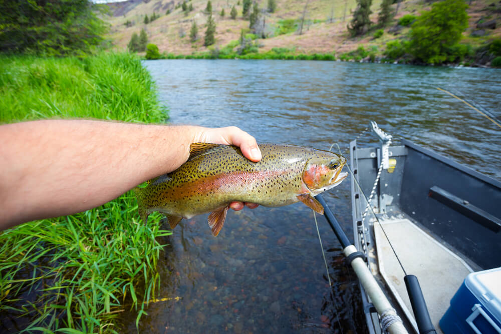 Rainbow Trout