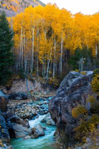 Aspen Trees