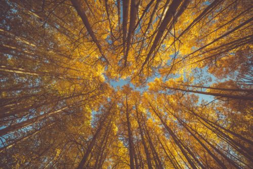 aspen colors