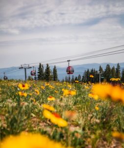 Wildflowers in Aspen